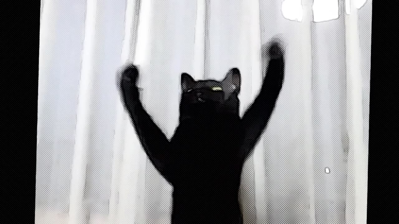 Dancing kittens