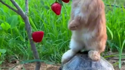 Funny animal video#funny