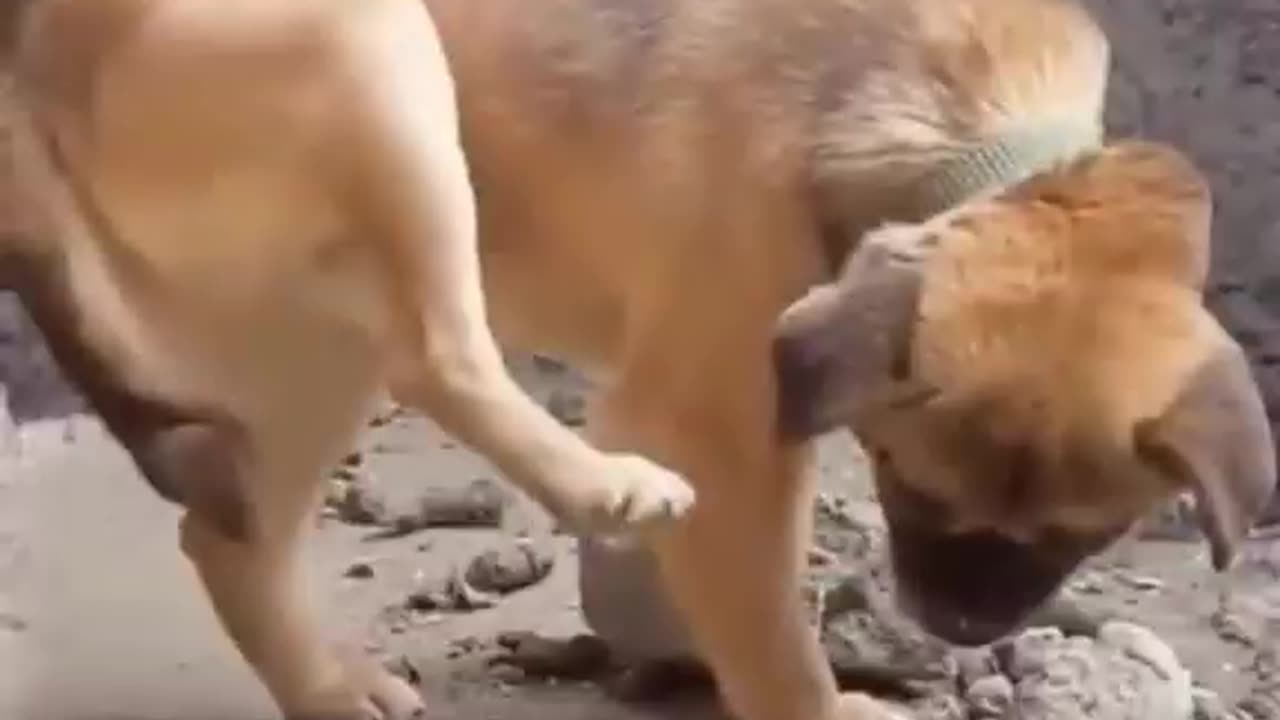 dog doesn't trust it's own back leg near it's food