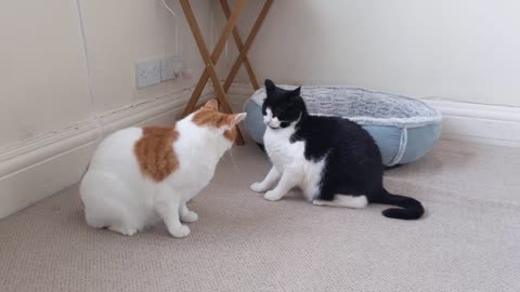 Cat Meows Before Fighting With Other Cat(2)