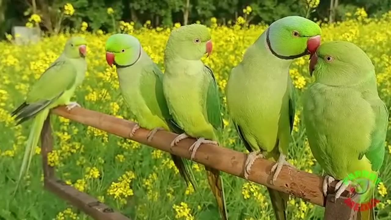 Lovely parrots