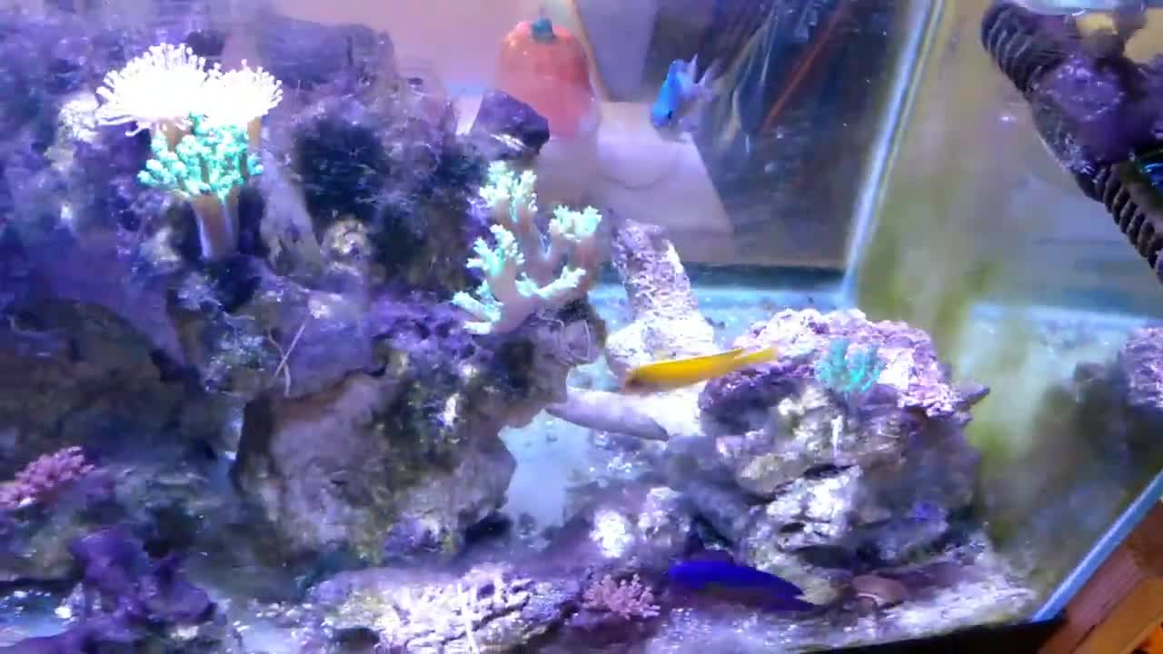 Reef Tank Update!!