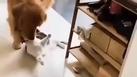 Funny animals 2023