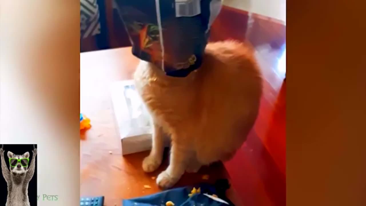 #Cat vs dog funny video#