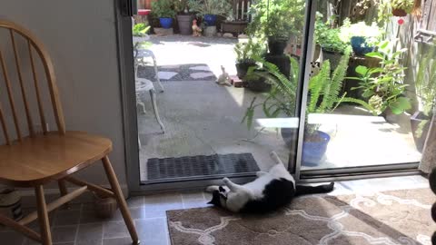 Cat Playing With A Large Fly On The Window