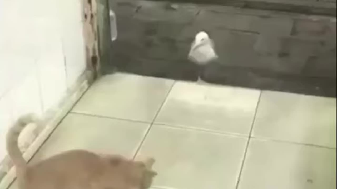 Funny Animals - Thieving Birds - Hilarious Nature