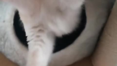 Cute cat with what he does