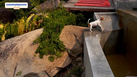 Watch our 🐶pet Dog's unusual:Talent flying and Drinking water;