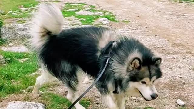 Appreciation of the best cute pets in 2022