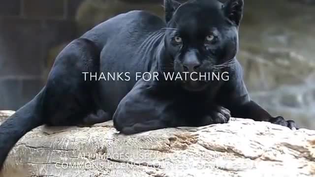 black panther# wildlife intresting video