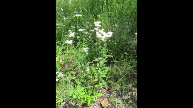 Natural Healing Power ~ Wild White Yarrow