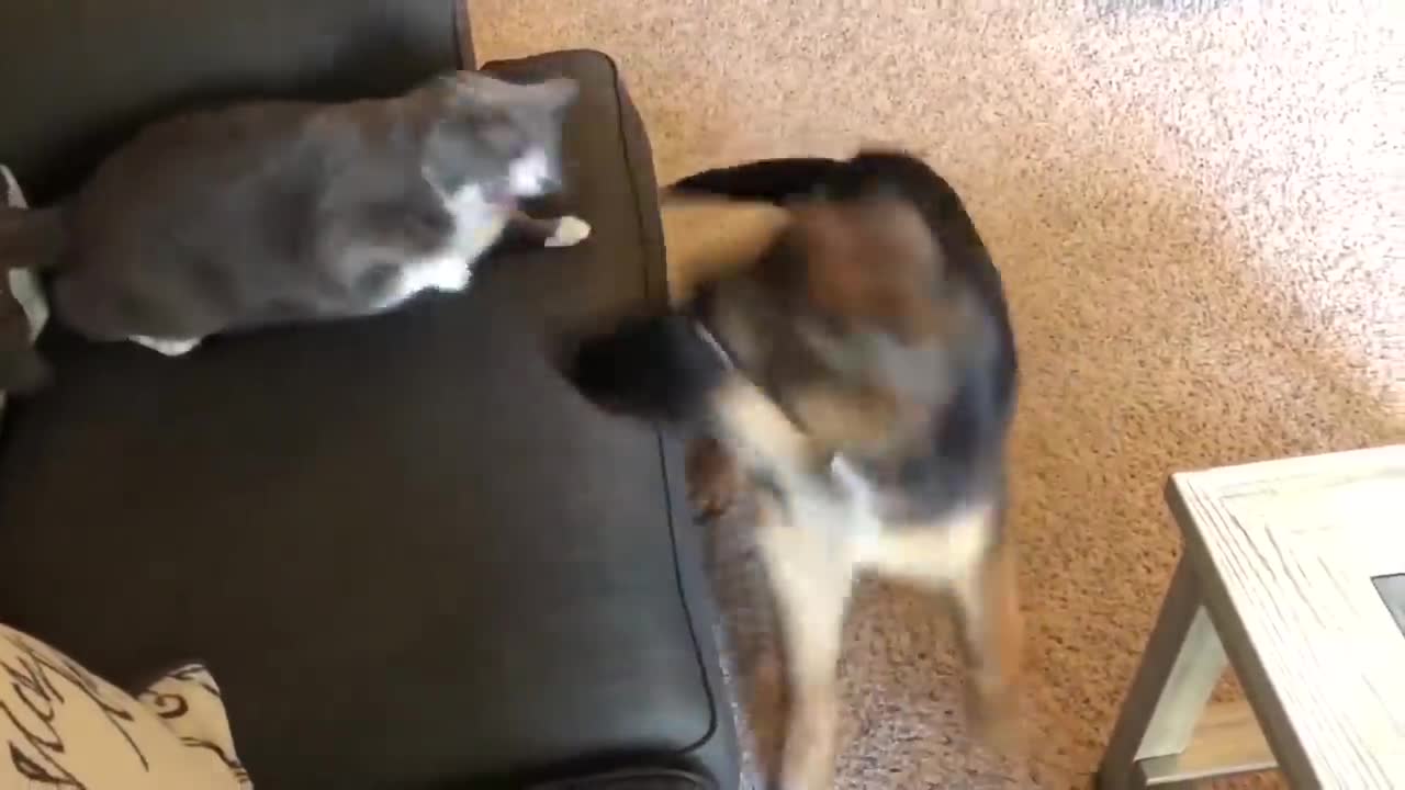 Cats bullying dog 🤣😹😹 - funny animals #10