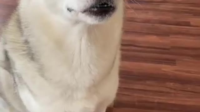 HUSKY LEARNS ENGLISH IN 60 SECONDS!!!!