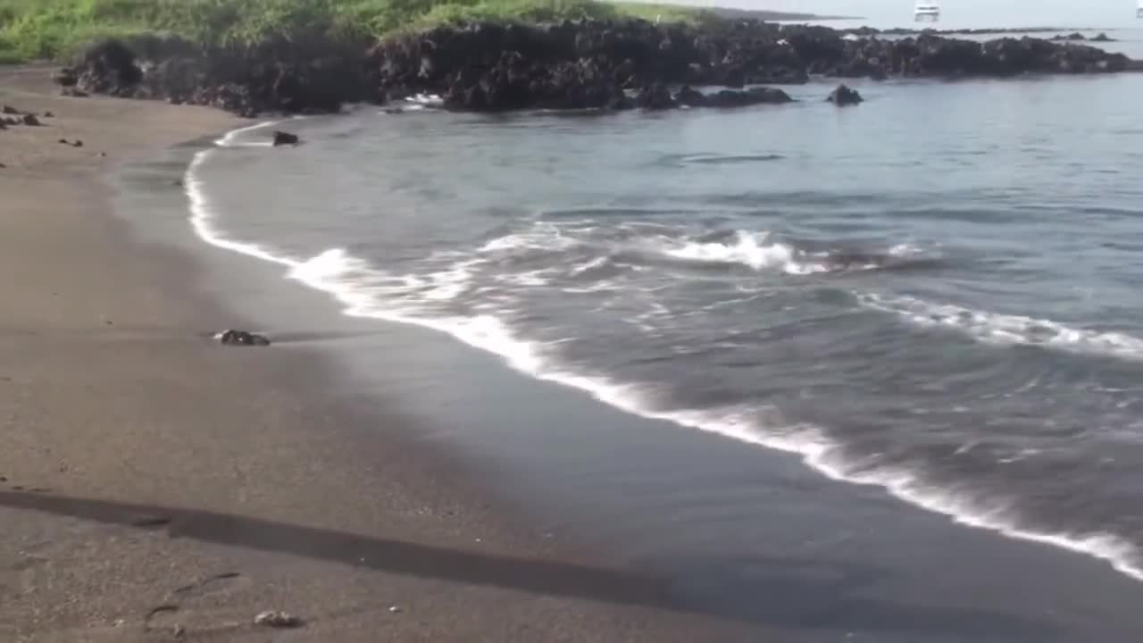 Sharks are chased onto the beach by seals