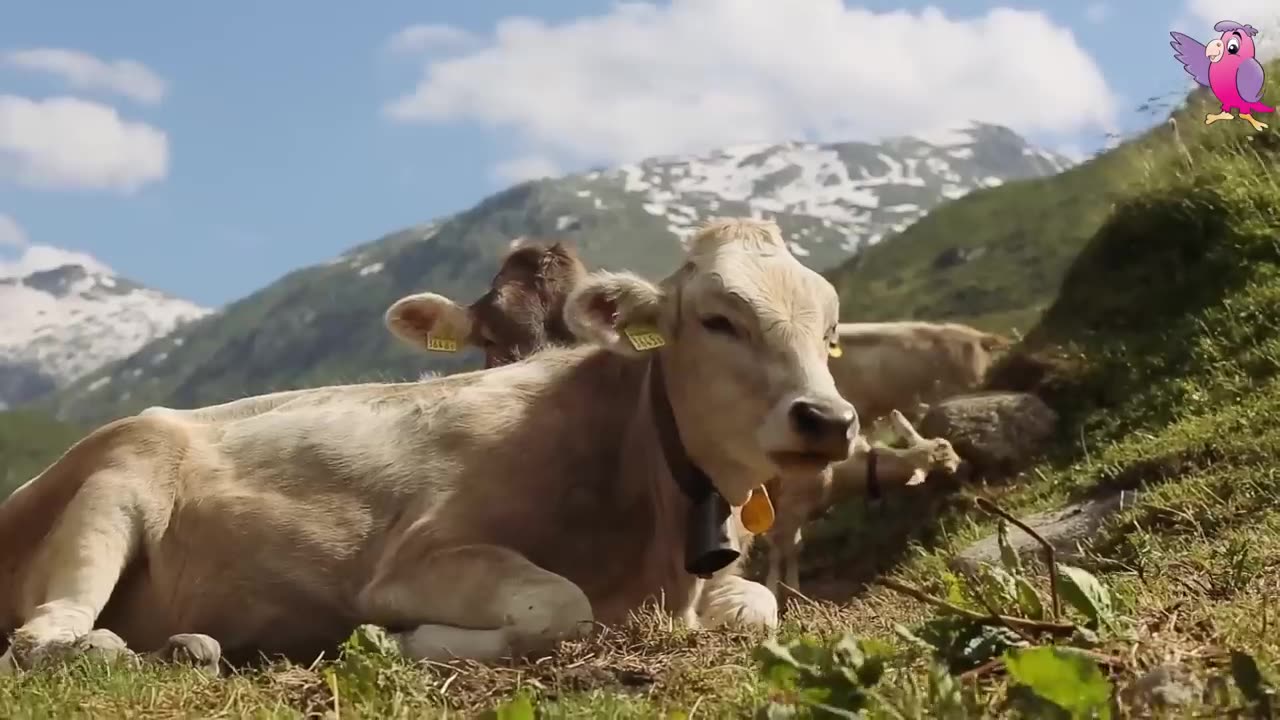 COW VIDEO 🐮🐄 COWS MOOING AND GRAZING IN A FIELD 🐄🐮