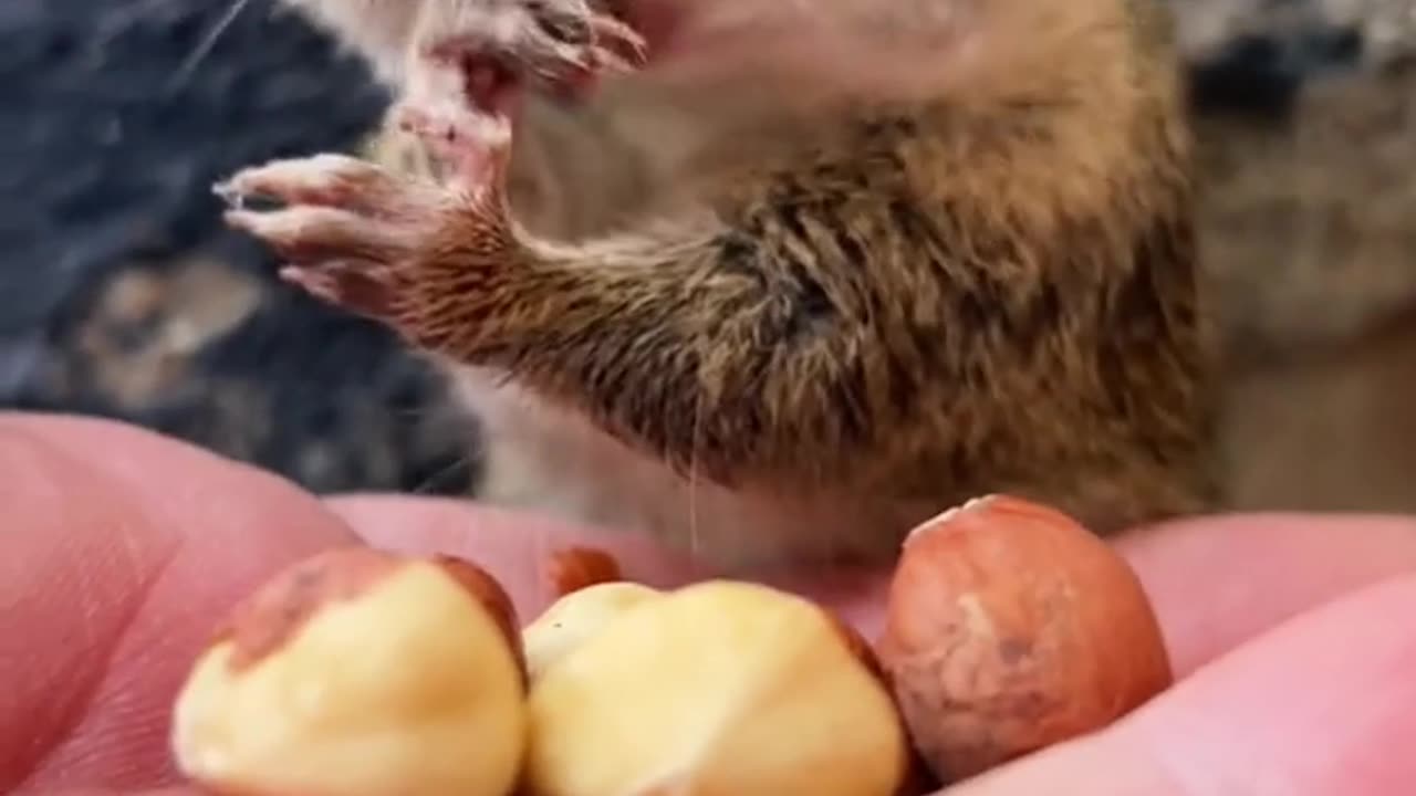 Nutty Adventures With A Squirrel Quest