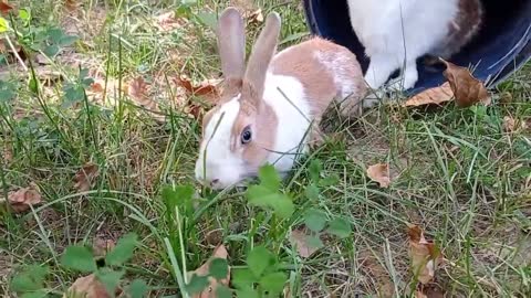 cute rabbit | cute animals video compilation | baby bunny-9