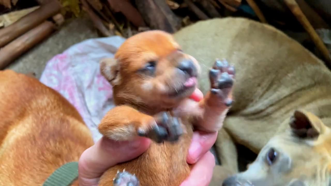 Mother dog gives birth to puppies