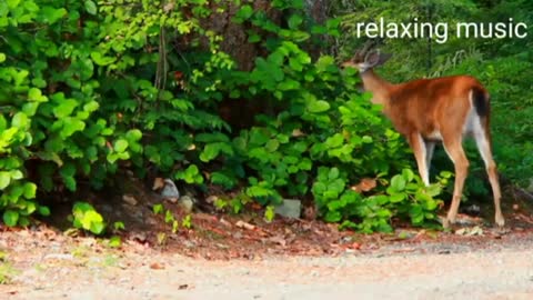 Relaxing Music | Sleeping, Meditation, Stress Relief | [6714] ⭐️
