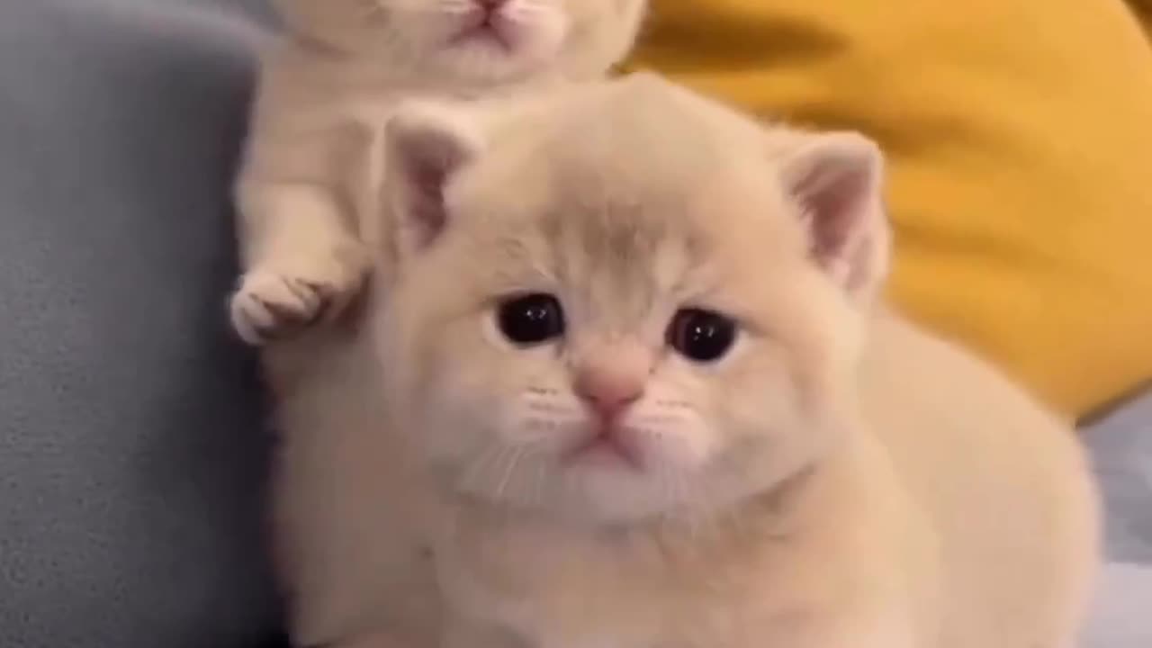 twin kittens