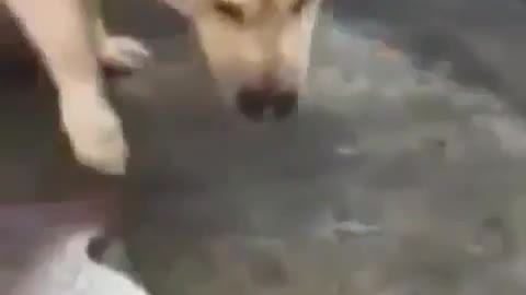 Kind-hearted dog