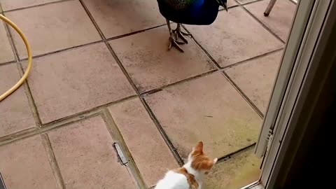 Peacock Vs Cats Compilation