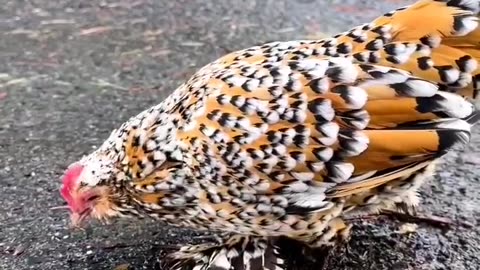 Tiger cock