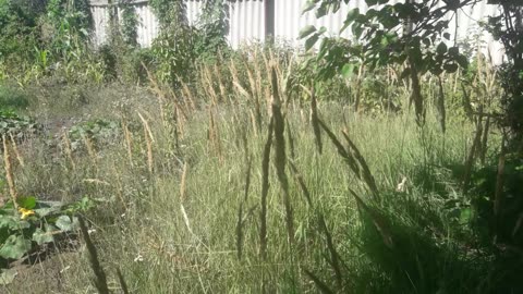 Feather grass in the garden