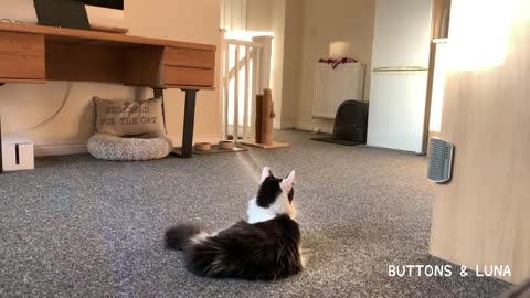 Watch What Happens When Cats React To _DINNER!lovely