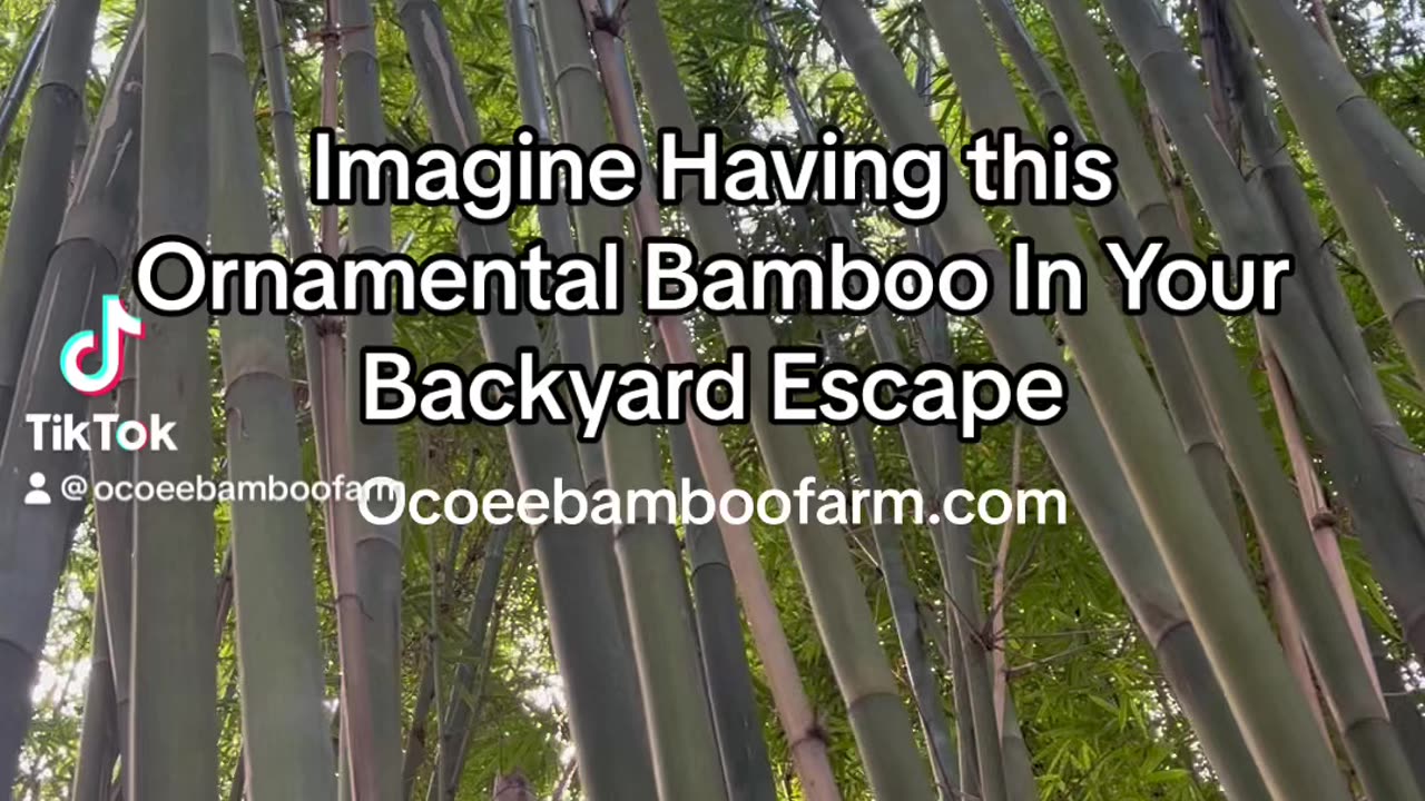 Create Beautiful Tropical Backyards With Ocoee Bamboo Farm 407-777-4807