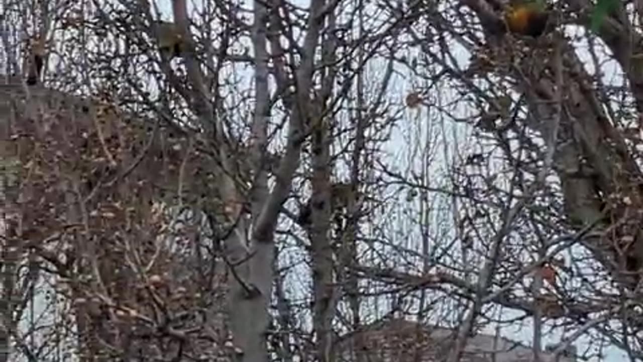 birds on trees