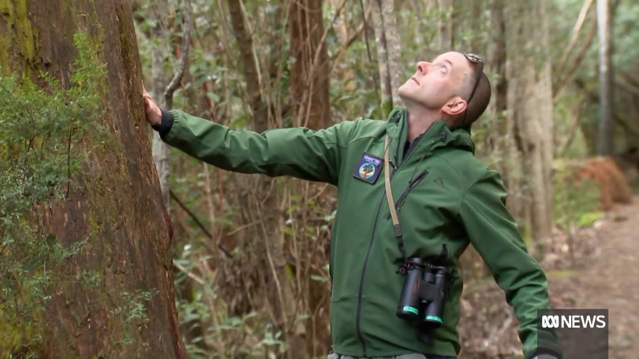 Push to improve access to tasmania giant trees to create tourism's draw card