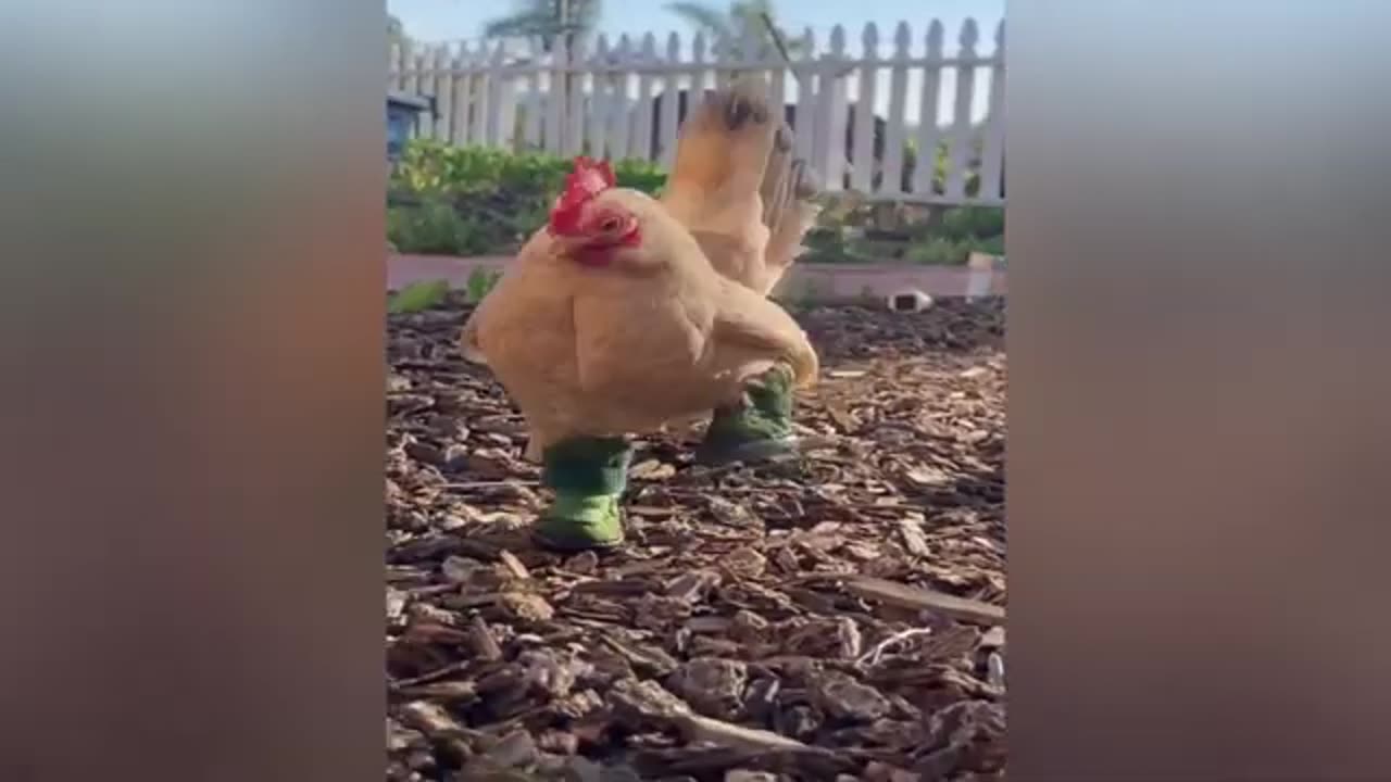 Funny Animal videos ! Best compilation 2023😆🙂🙂😆