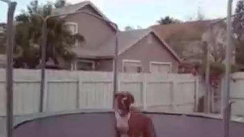 Funny Dog Playing Jumping