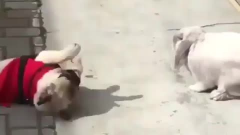 Fighting between animals