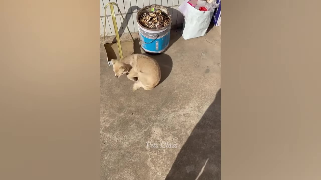 Funniest Animals 2023 😂 Funny Dogs and Cats Videos 😺🐶 Part1