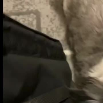 So cute poppy and kitten