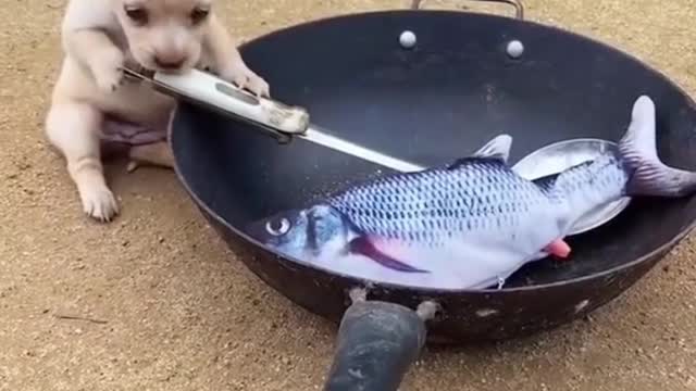 Let's fry my goldfish!