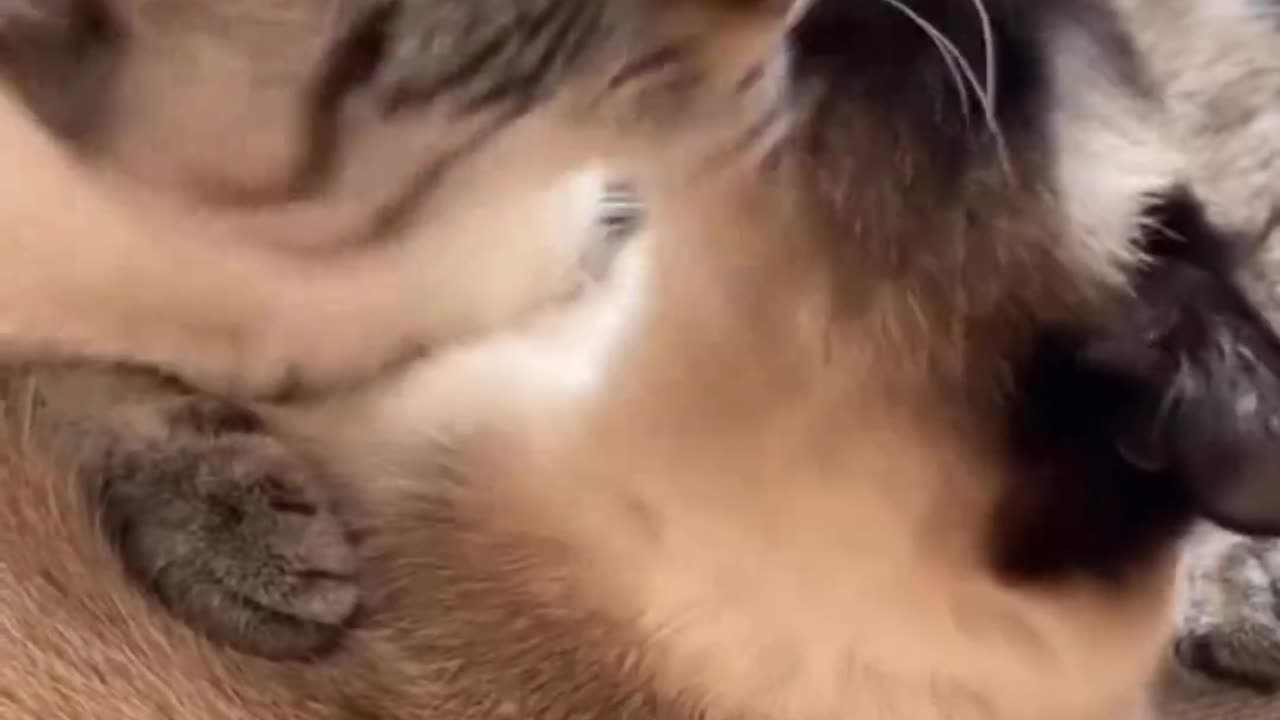 Cats Habbits