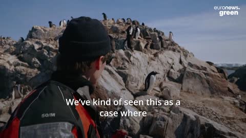 Why is this Antarctic penguin thriving in the face of climate change?