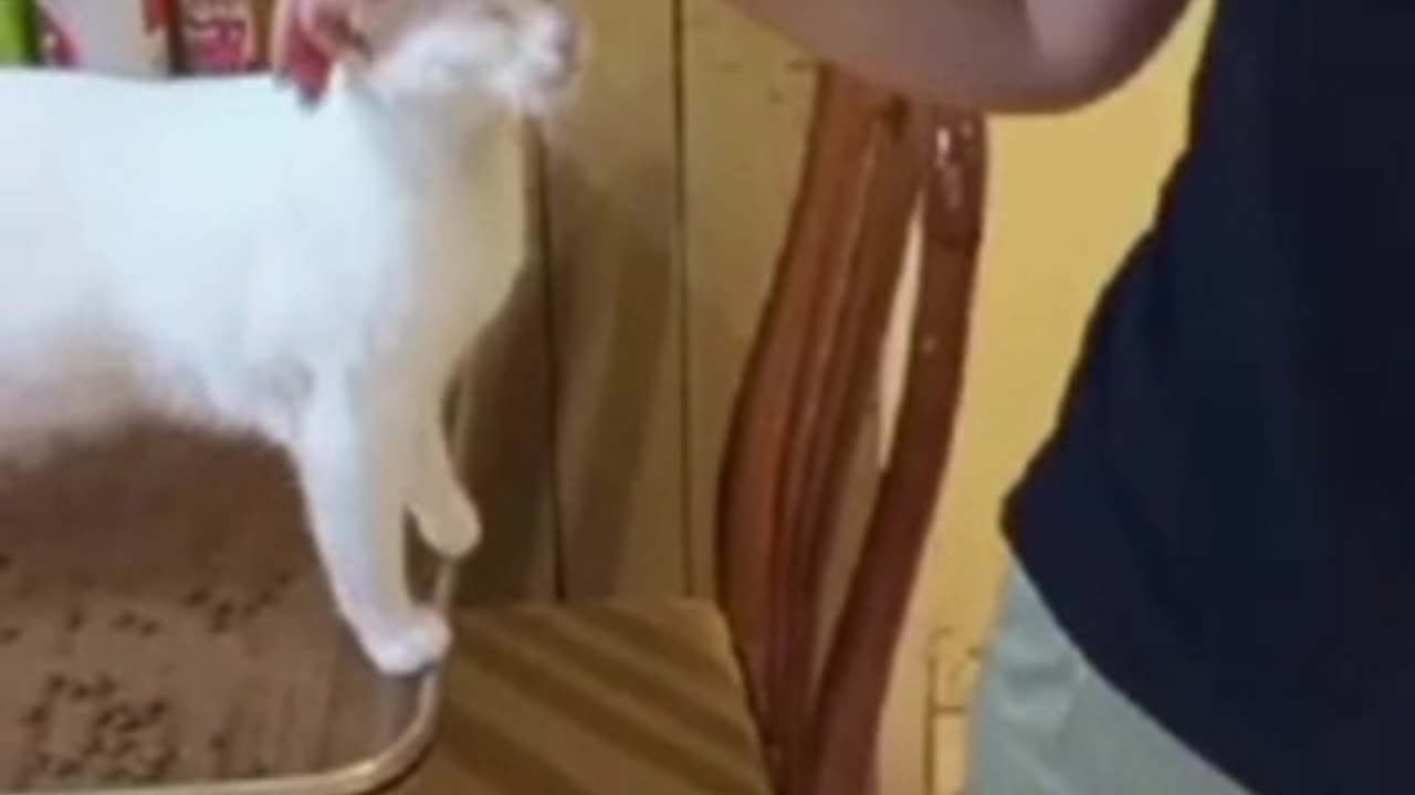 Deaf Cat Politely Asks For Pets