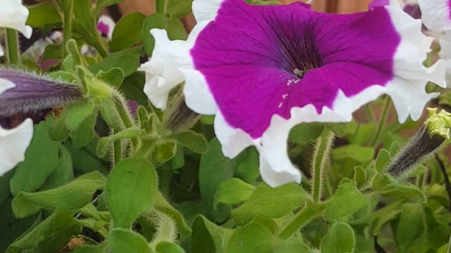 rex beautyful flower