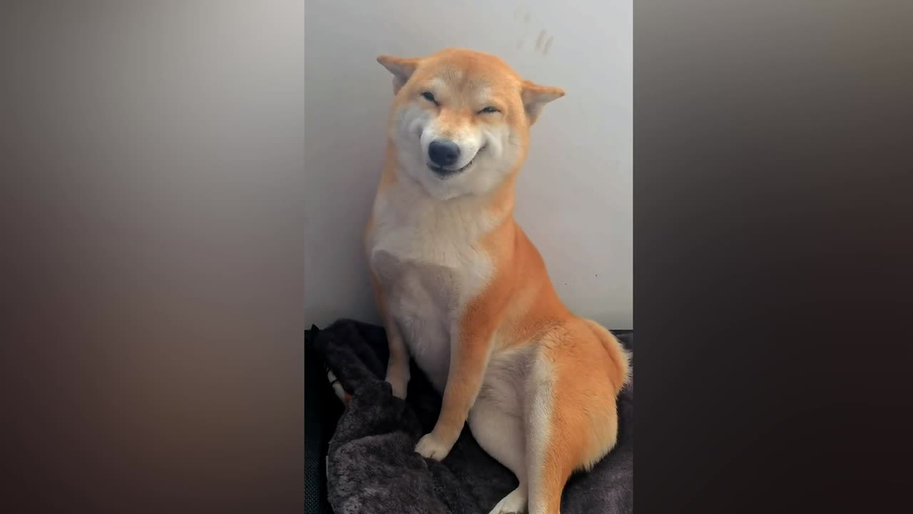Dog is laughing 🤣 very funny video viral on rumble