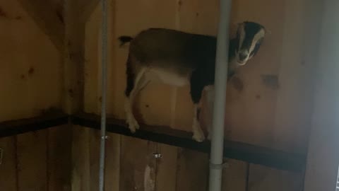 Baby GOAT Getting Into Funny Spaces 06.2022