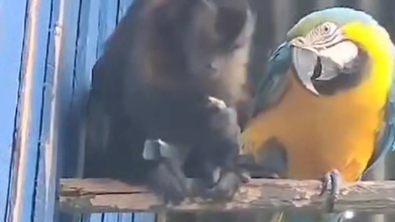 Monkey sharing his meal