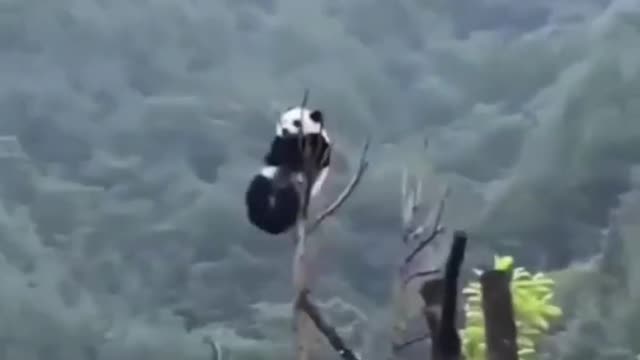 Looks panda , funny panda , cute panda