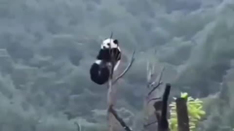 Looks panda , funny panda , cute panda