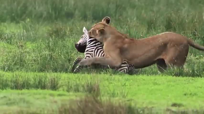 Top 10 Strongest Prey In The Wild - When Prey Fights Back - Prey VS Predator - Blondi Foks