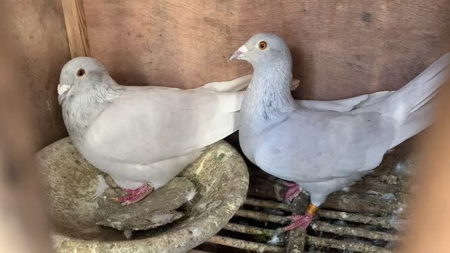 I will teach you some essential knowledge about raising pigeons
