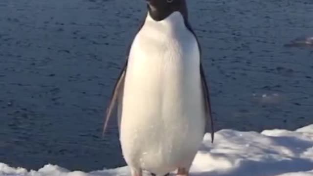 Suddenly a penguin pops out of the sea looking around is it disoriented